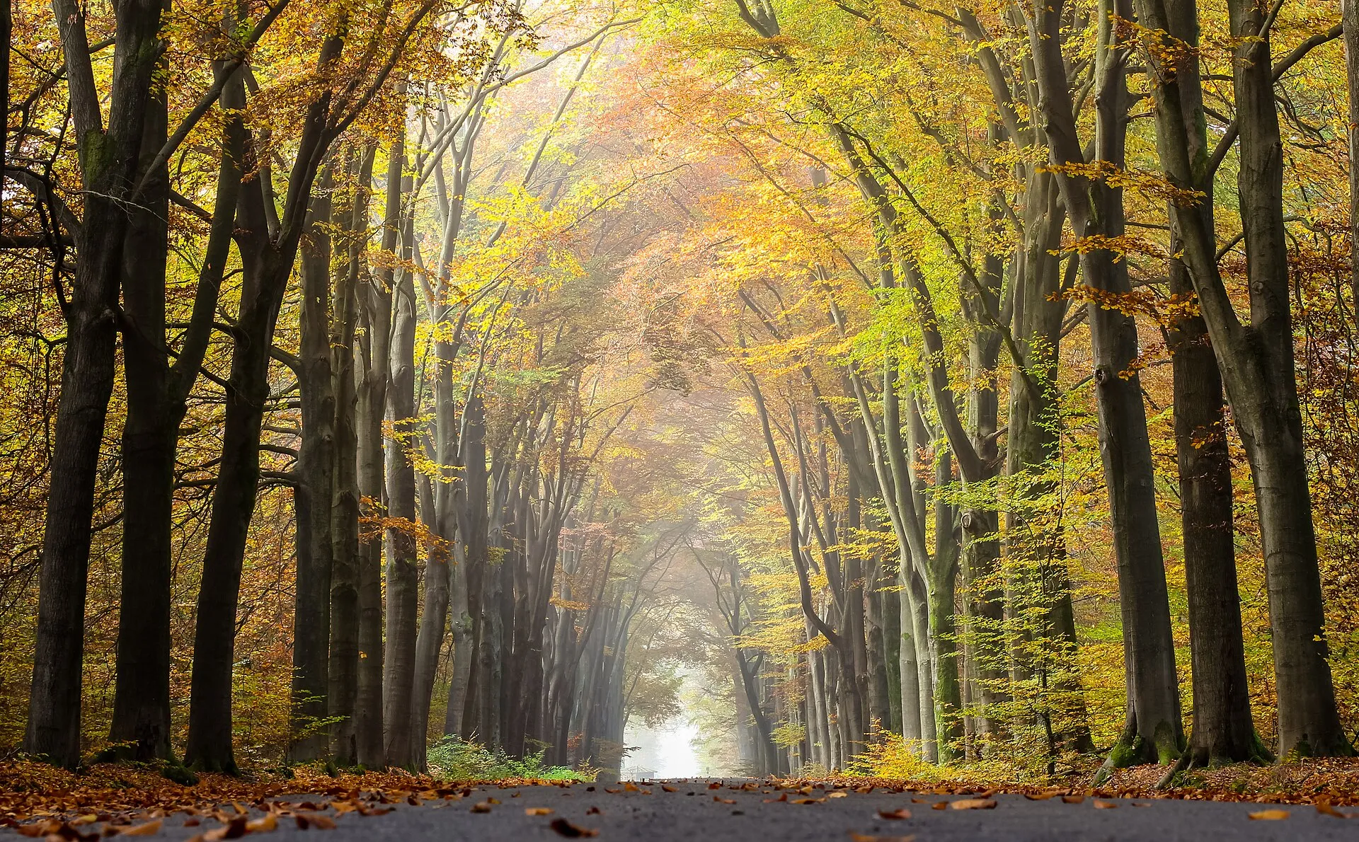 Une allée forestière bordée de grands arbres aux feuilles d’automne, qui se perd dans la brume.