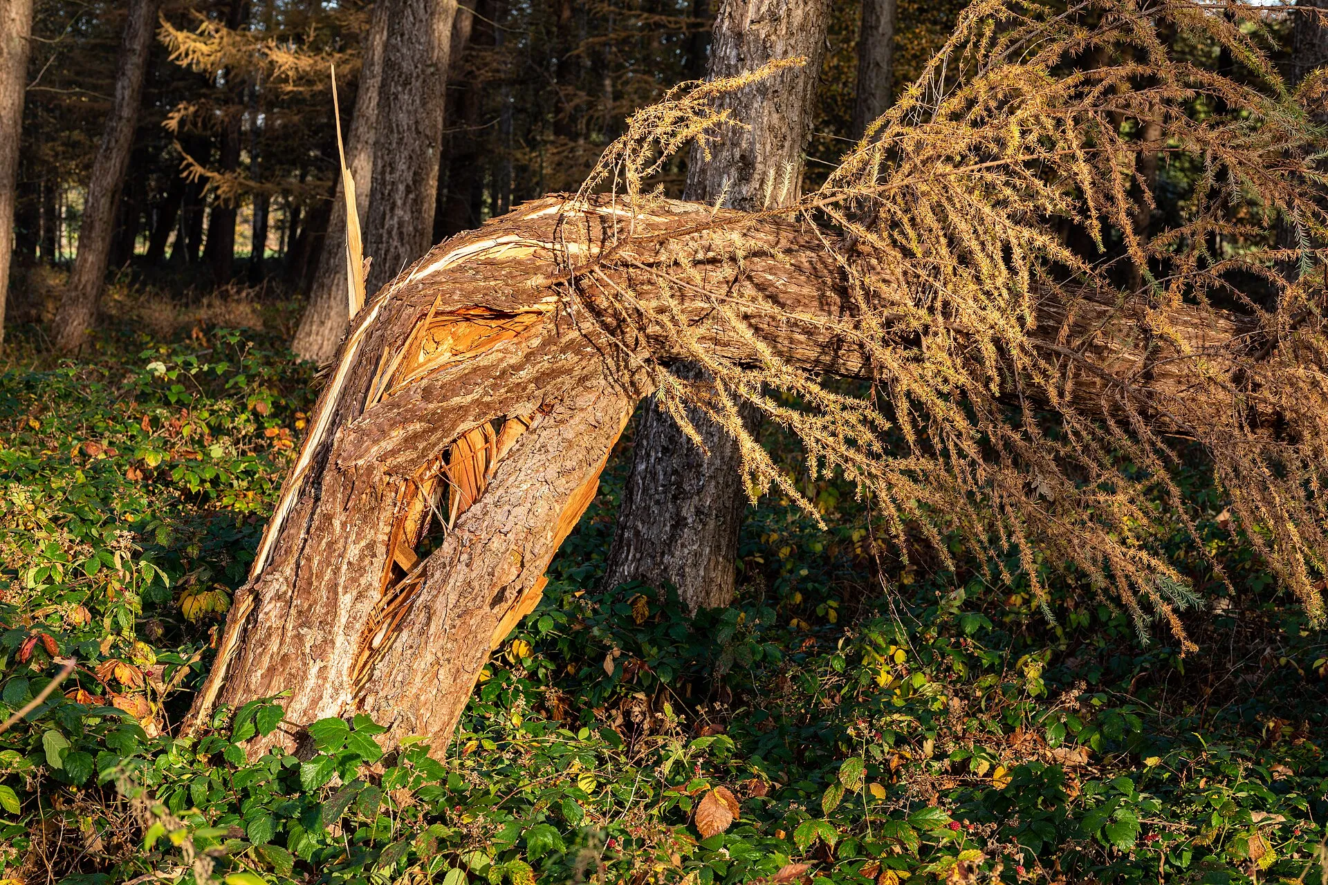 Un arbre cassé net à mi-hauteur, couché à travers un sous-bois, le bois du tronc éclaté à vif.