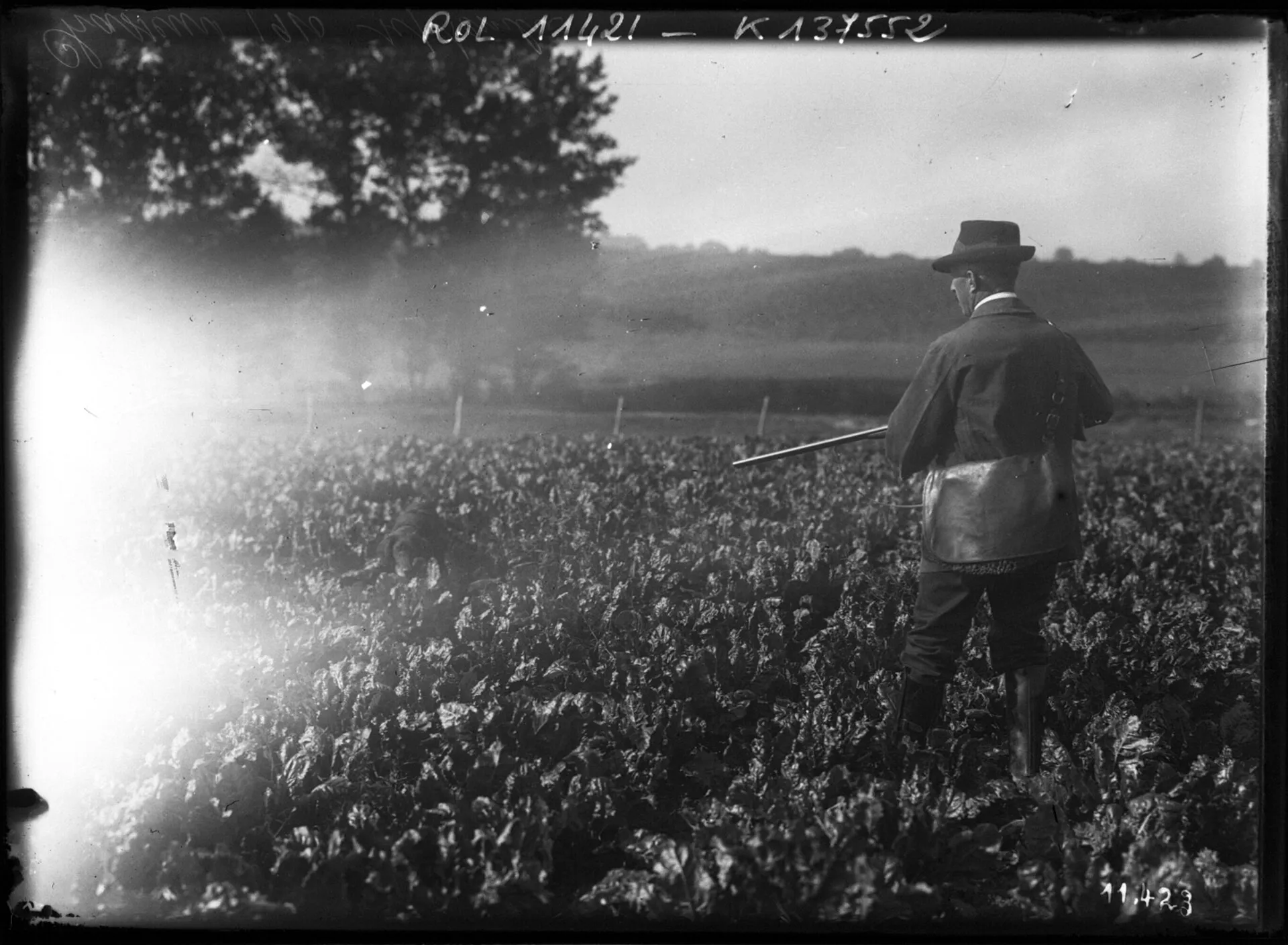 Un chasseur et son chien avancent dans un champ de betteraves, photographie de presse de septembre 1910.