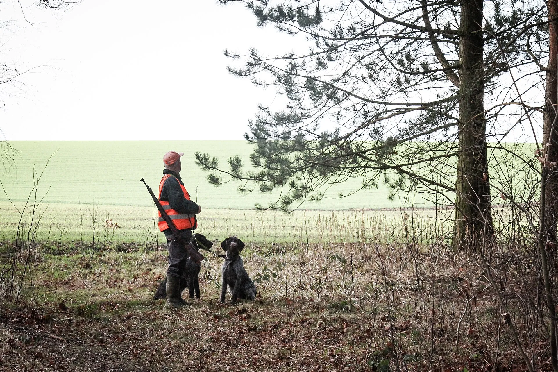 Un chasseur en veste orange et ses deux chiens attendent en lisière de forêt, face aux champs, pendant une battue.