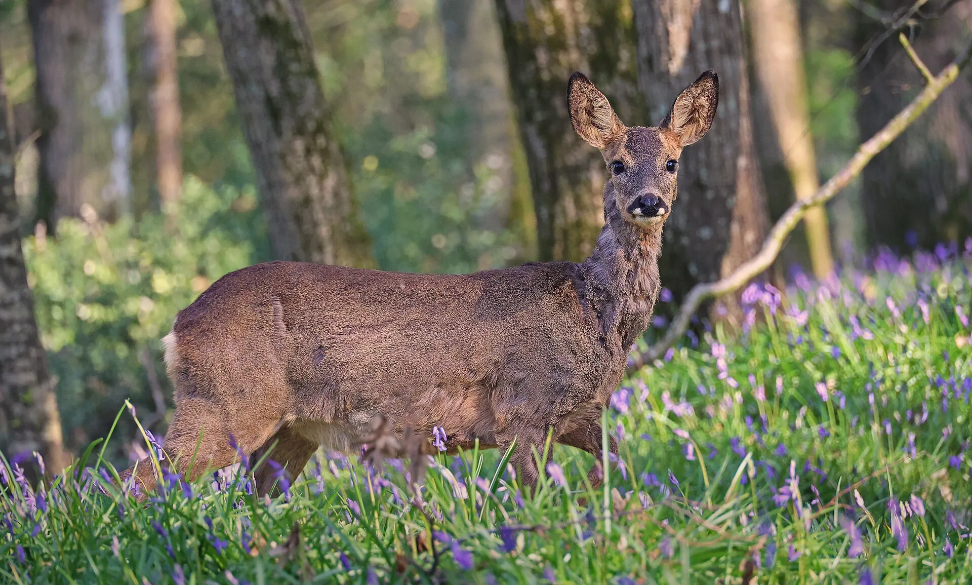 Une chevrette debout dans un sous-bois fleuri de jacinthes, tournée vers le photographe.