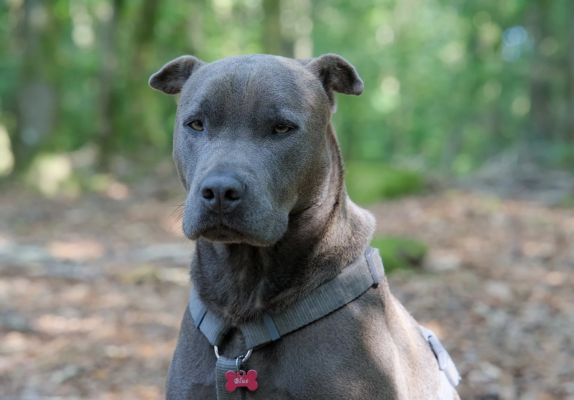 Un chien gris croisé shar-pei et american staffordshire, collier et médaille, assis en forêt.
