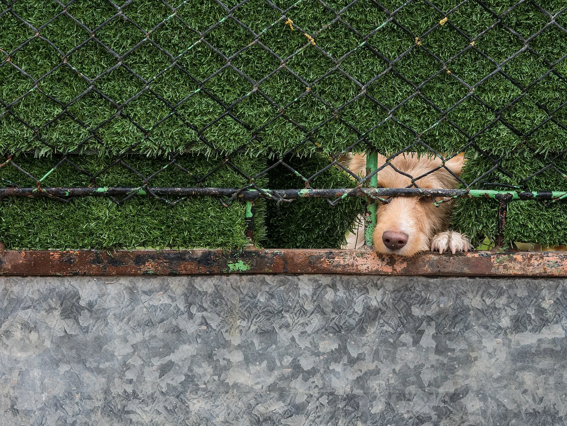 Un chien au poil clair passe la tête sous un grillage, les pattes posées sur le muret.
