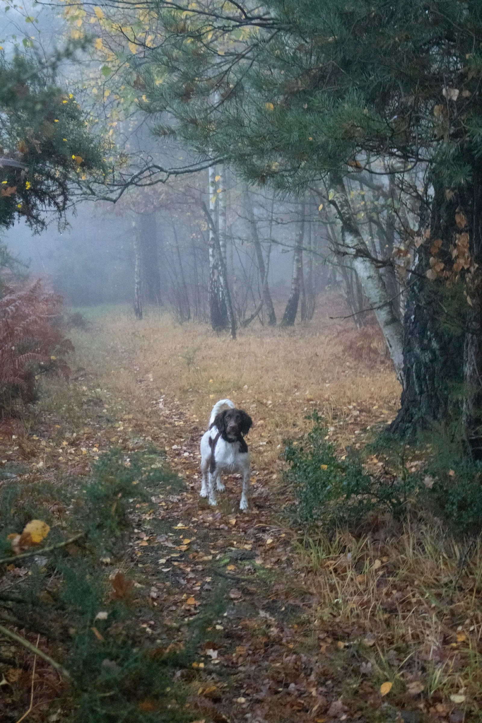 Un épagneul blanc et marron, arrêté au milieu d’un chemin forestier couvert de feuilles, dans la brume d’automne