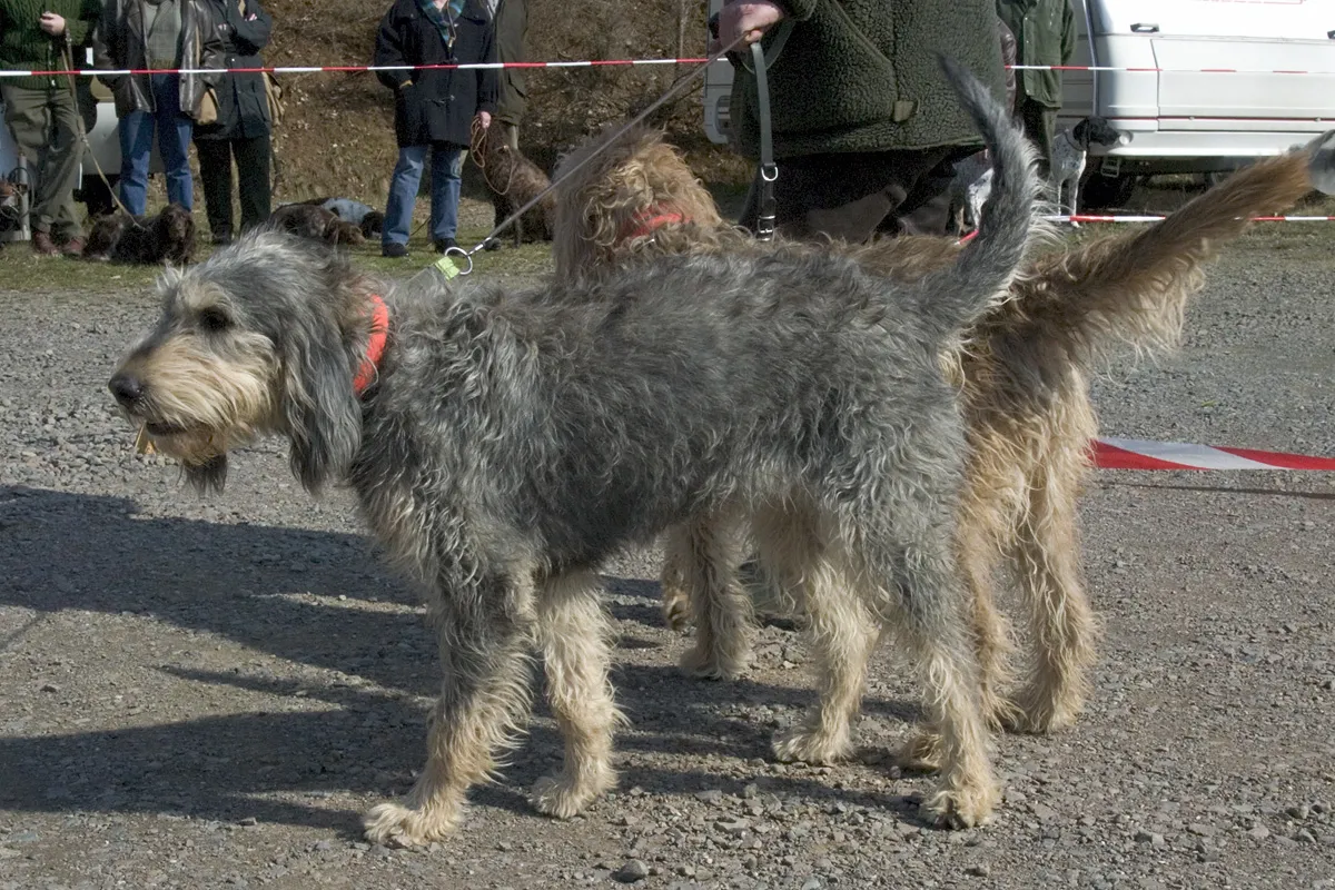 Deux griffons nivernais au poil gris et fauve, lors d’un rendez-vous de chasse.