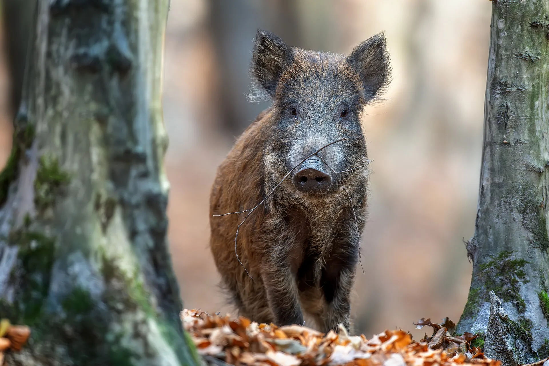 Un sanglier avance de face entre deux troncs, sur un tapis de feuilles d’automne.